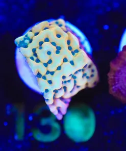 Wysiwyg Montipora Frag [F130]