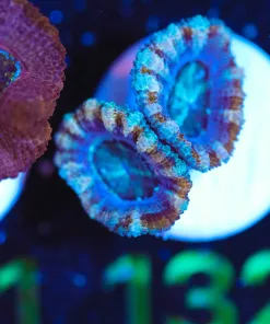 Wysiwyg Acan Frag [F132] **