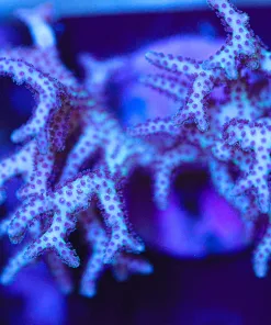 Wysiwyg Large Pink Australian Birndest Coral Frag [F250]