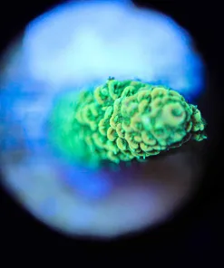 Wysiwyg Small Millepora Coral Frag [F140]