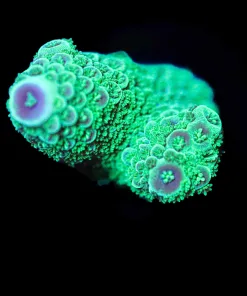 Wysiwyg Large Fuzzy Acropora Florirda Frag [F153]