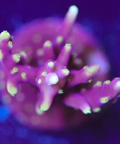 Wysiwyg Pink Dragon Acropora Frag [F156]