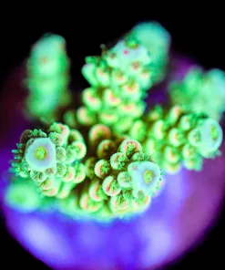 Wysiwyg Tarantula Lemonade Acropora Frag [F160]