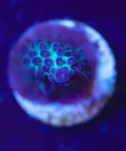 Wysiwyg Acropora Frag [F161]