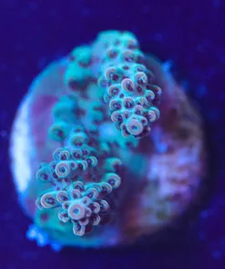 Wysiwyg Tabling Acropora Frag [F163]