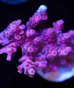 Wysiwyg Large Red Planet Acropora Frag [F178]