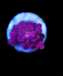 Wysiwyg Red Acropora Frag [F183]