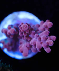 Wysiwyg Red Polyp Acropora Frag [F185]