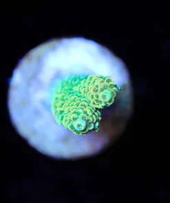 Wysiwyg Small Acropora Frag [F187]