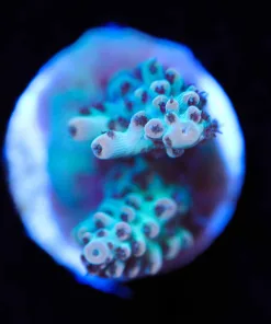 Wysiwyg Acropora Frag [F194] *I