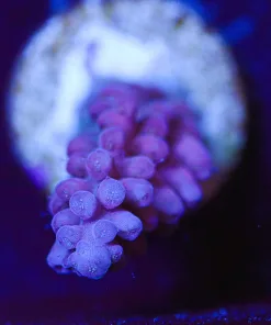 Wysiwyg Purple Acropora Frag [F206]
