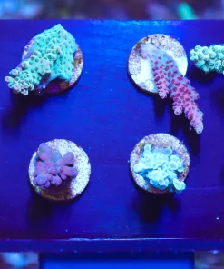 Wysiwyg 8 Piece Acropora Frag Pack (Fragoon)