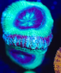 Wysiwyg Misty Acan Frag [F9]