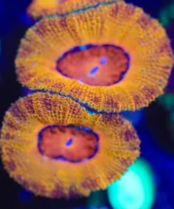 Wysiwyg Ultra Tangerine Frag [F10]