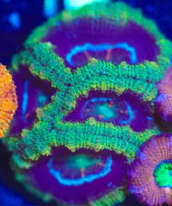 Wysiwyg Gold Craft Acan Frag [F11]