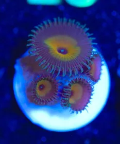 Wysiwyg Zoanthid Frag [F16]