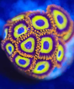 Wysiwyg Fruit Loop Zoanthid Frag [F17] Many Heads!