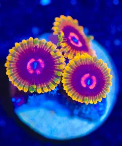 Jedi Mind Trick Zoas