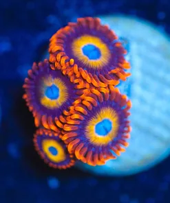 Wysiwyg Blue Eyed Blonde Zoanthid Frag x 4 [F19]