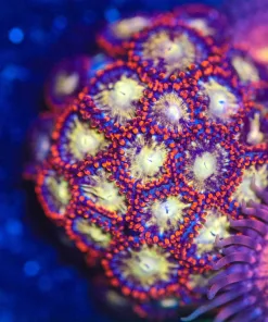 Wysiwyg NInja Star Zoanthid Frag [F20] May Heads!