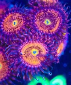 Wysiwyg Chong Bong Huge Zoanthid Coral Frag [F21]