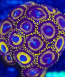 Wysiwyg Large LA Lakers Zoanthid Frag [F27]