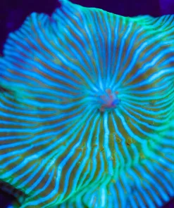 Wysiwyg Large White Stripe Convict Mushroom Frag [F28]