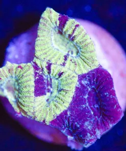 Wysiwyg Small Bicolor Favia Frag [F29]