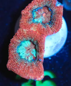 Wysiwyg Pink Bowerbanki Frag [F36] *Free shipping - minimum $249 livestock spend*
