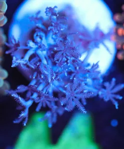 Wysiwyg Small Xenia Frag [F44]