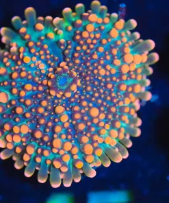 Wysiwyg Yuma Coral [F45]