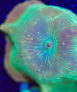 Wysiwyg Large Lemon Serpent Mushroom Frag [F50]