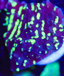 Wysiwyg UFO Chalice Coral Frag [F64]