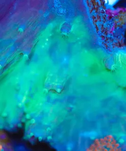 Wysiwyg Massive Cabbage Coral Frag [F67]