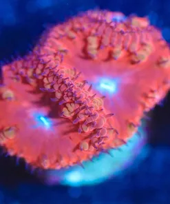 Wysiwyg Blastomussa Coral Frag [F74]