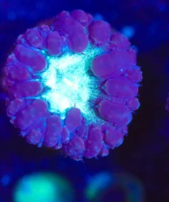 Wysiwyg Blastomussa Frag [F82]