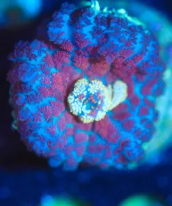 Wysiwyg White Center Pruple Blue Mushroom Frag [F86]