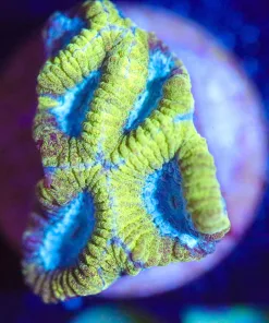 Wysiwyg Favia Frag [F87]