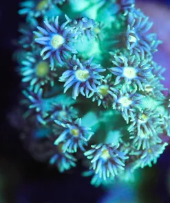 Wysiwyg Flowerpot Frag [F89]