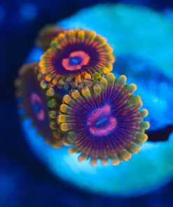 Wysiwyg Jedi Mind Trick Zoanthid Frag [F90]