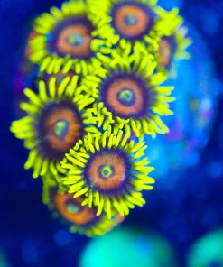 Wysiwyg Super Saiyan Zoanthid Frag [F91]