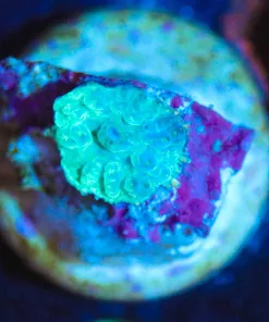 Wysiwyg TINY Mushroom Frag [F92]