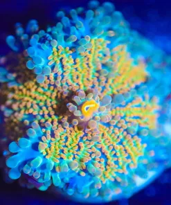 Wysiwyg Yuma Coral [F96]