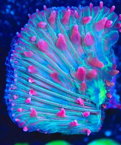 Wysiwyg Plate Coral Frag [F108]