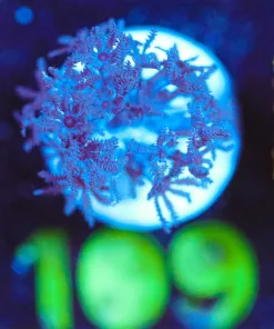 Wysiwyg Xenia Frag [F109]