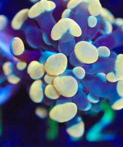 Wysiwyg Hammer Coral Frag [F112]