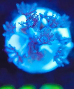 Wysiwyg Tiny Xenia Frag [F113]