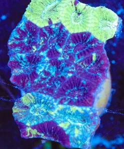 Wysiwyg Large Bi Color Favia Frag [F116]