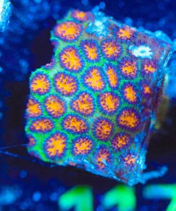 Wysiwyg Honeycomb Lepastrea Frag [F117]