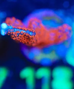 Wysiwyg Forest Fire Digitata Frag [F118]